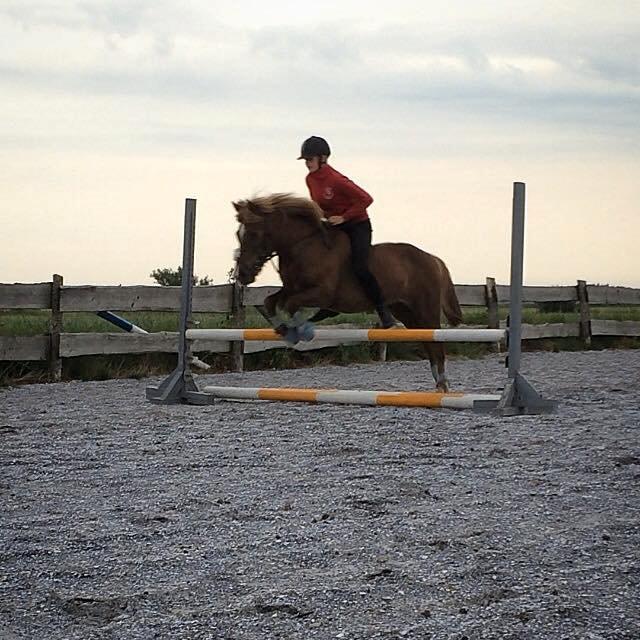 Anden særlig race Jupitor * Himmelhest * - Spring uden sadel 2014 billede 3