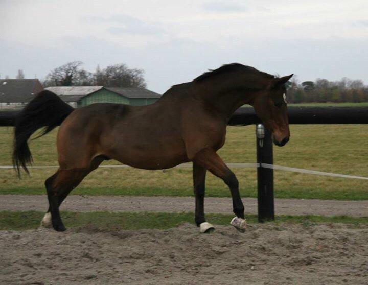 Hannoveraner Don Magic billede 29