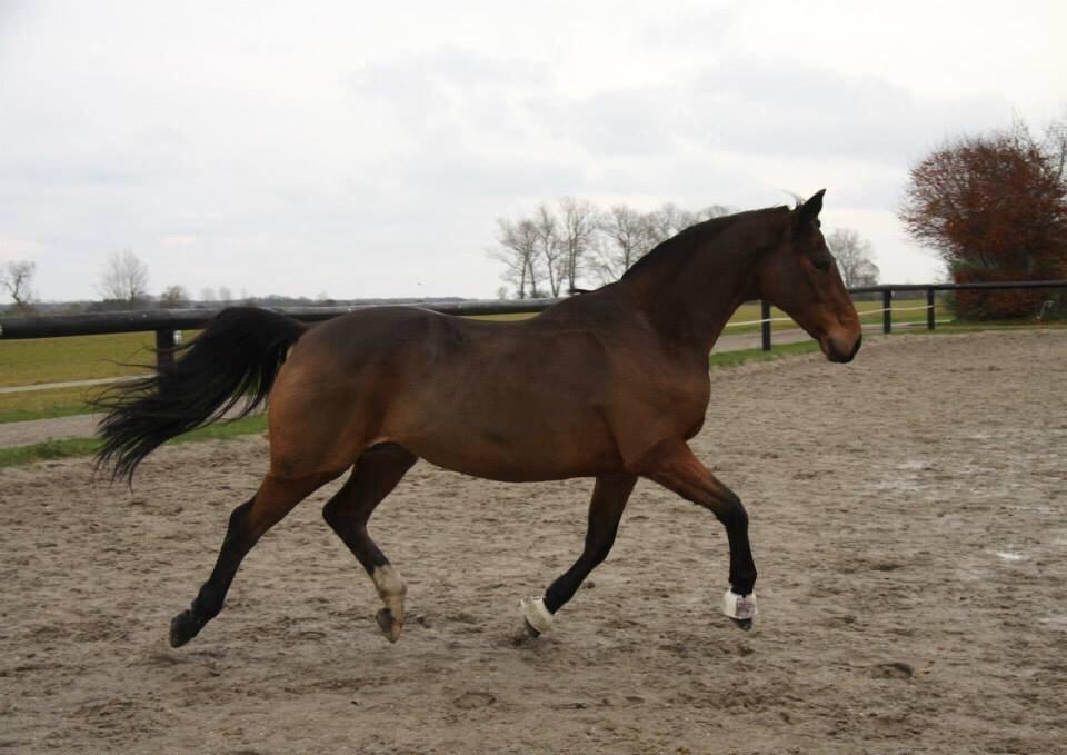 Hannoveraner Don Magic billede 28