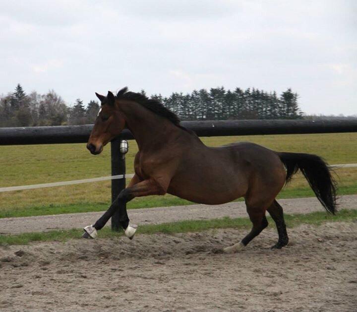 Hannoveraner Don Magic billede 30