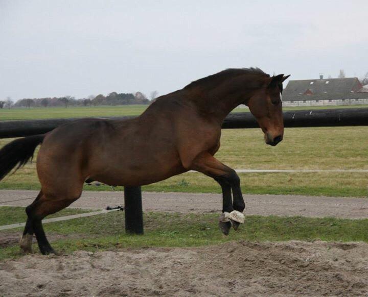 Hannoveraner Don Magic billede 31