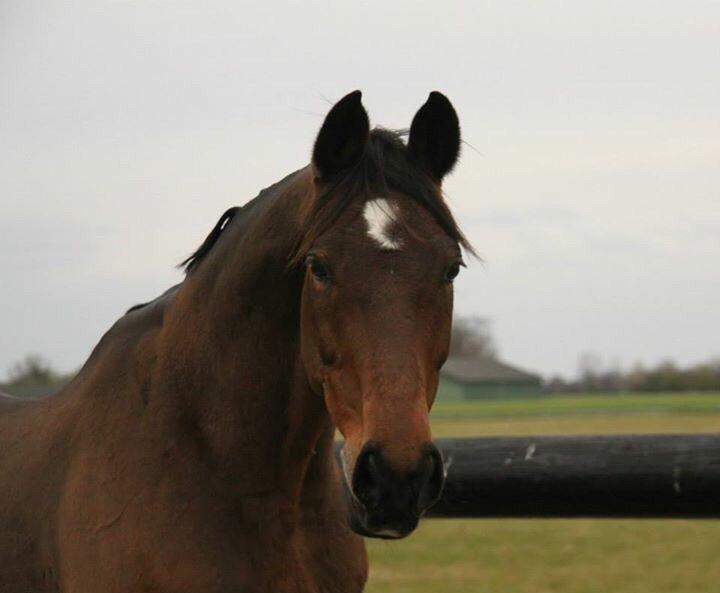 Hannoveraner Don Magic billede 33