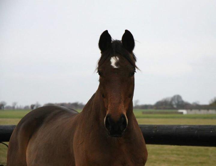 Hannoveraner Don Magic billede 34
