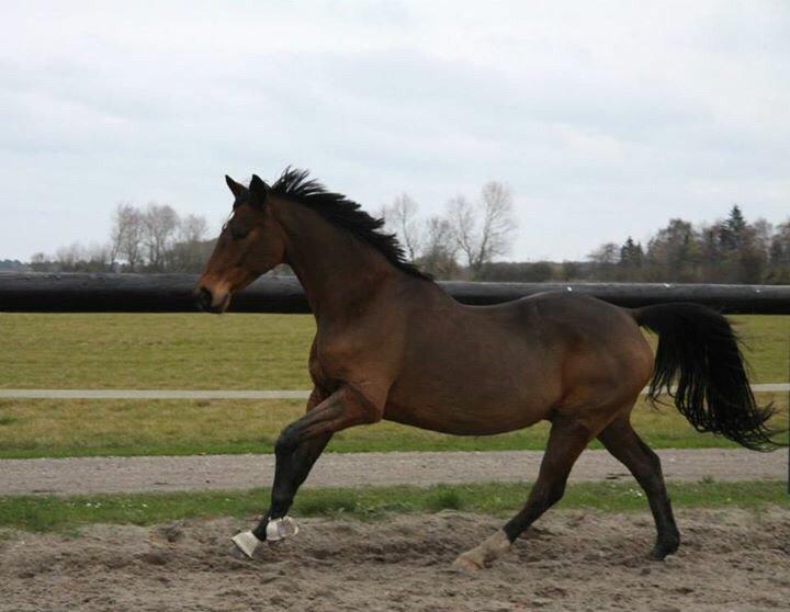 Hannoveraner Don Magic billede 35