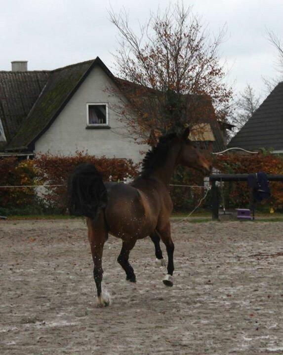 Hannoveraner Don Magic billede 36