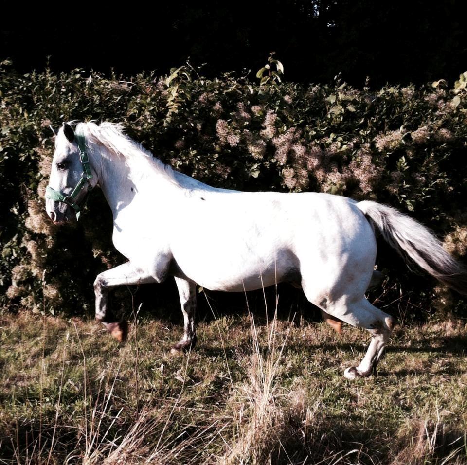 Knabstrupper Prins *Solgt* - Selvom han er 3'er pony, ja så kan han vel også prale med hans trav? billede 28