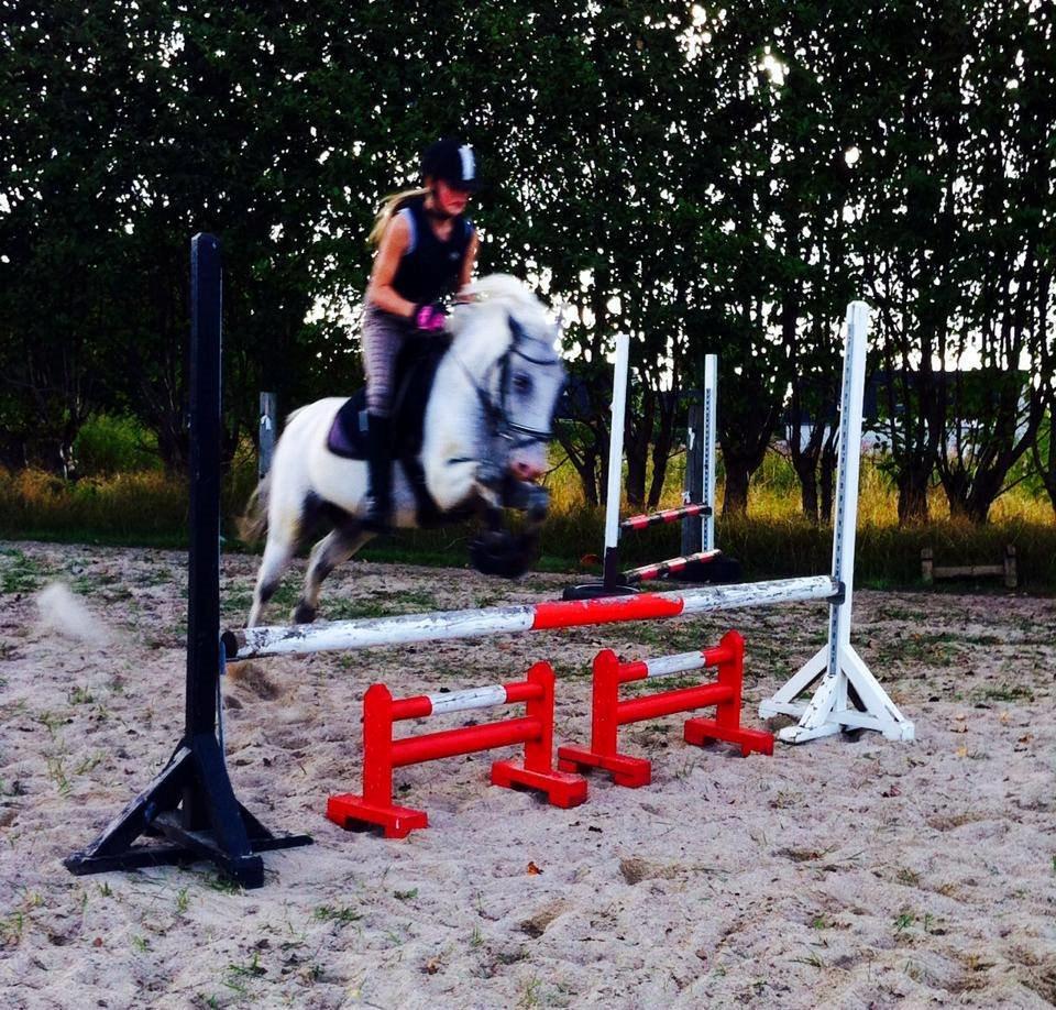 Knabstrupper Prins *Solgt* billede 31