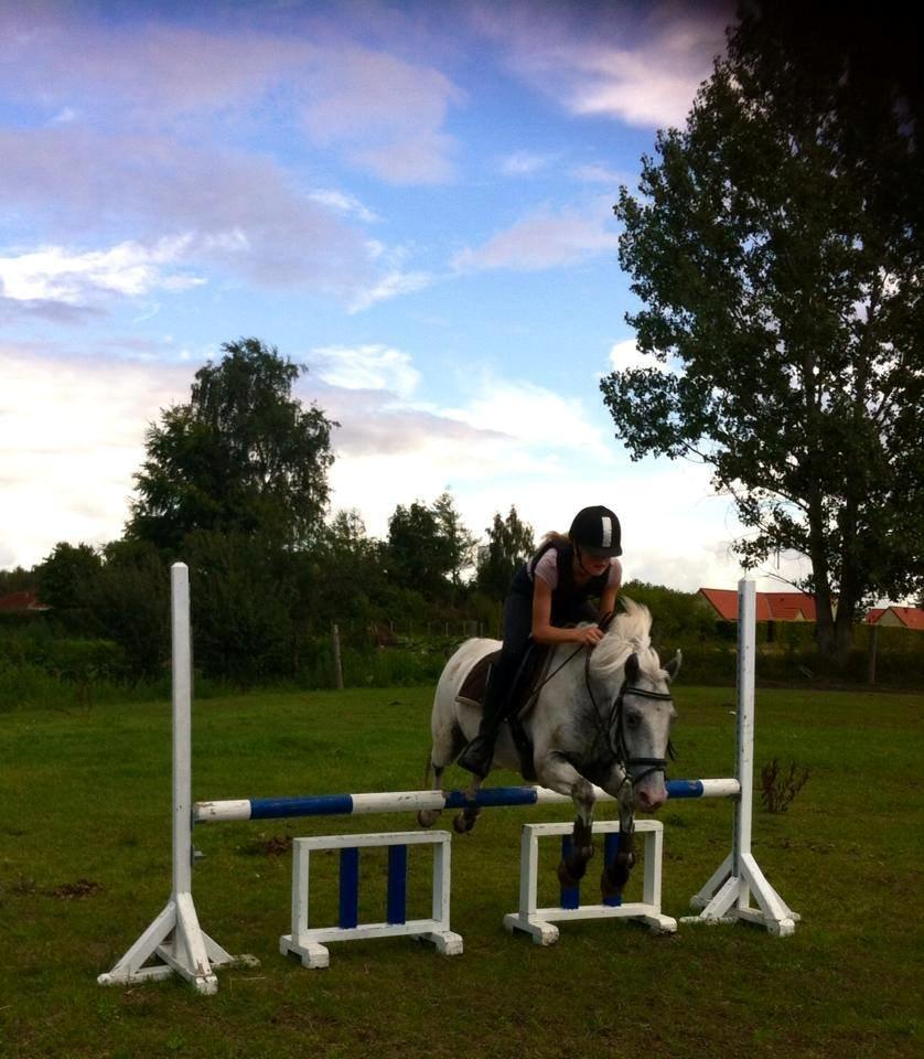 Knabstrupper Prins *Solgt* billede 9