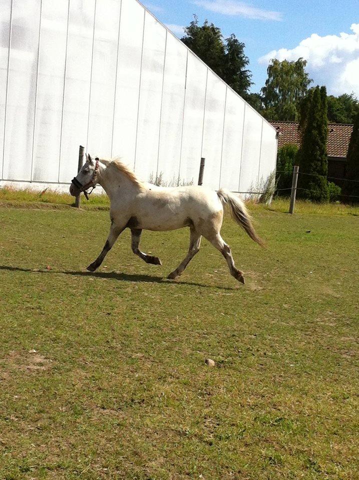 Knabstrupper Prins *Solgt* billede 34