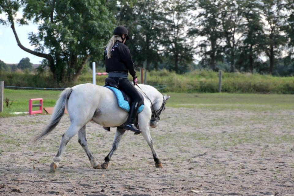 Knabstrupper Prins *Solgt* billede 38