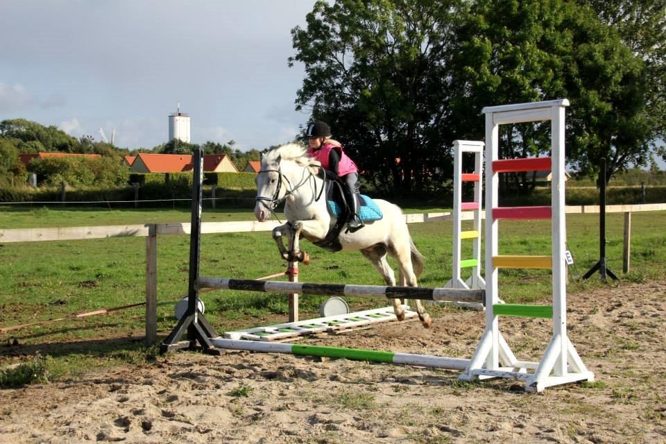 Knabstrupper Prins *Solgt* - Så super skønt med mindre som er så super dygtige, og har styr på en lille speedy pony!! :) Respekt! billede 4