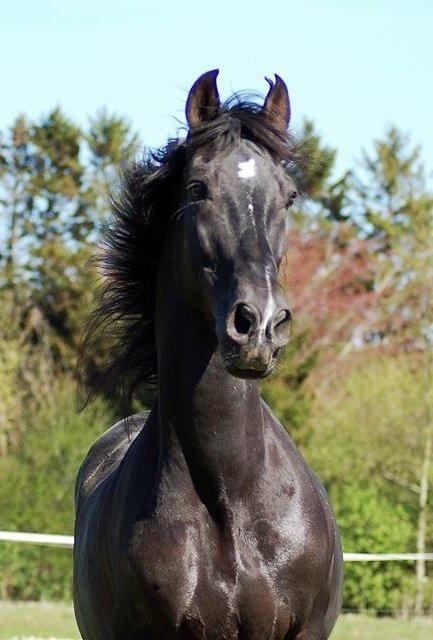 Pura Raza Española Arando - RIP billede 1