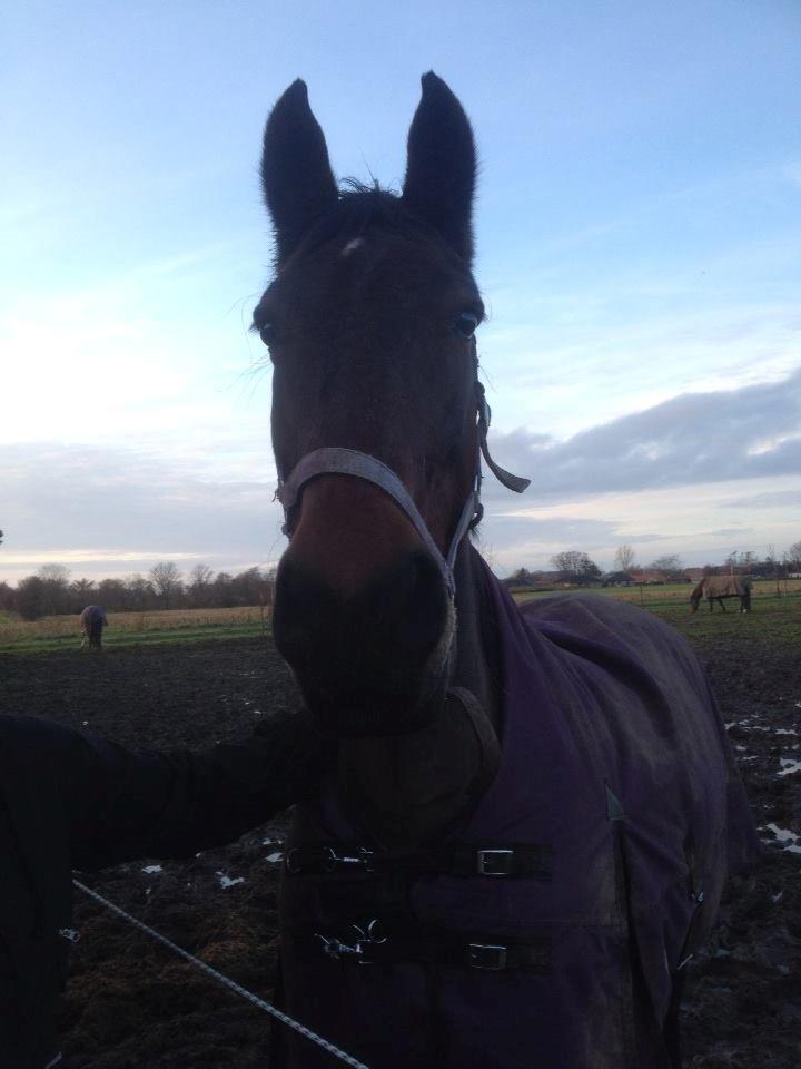 Oldenborg BRUNETTHE "himmelhesten<3" - Velkommen til Brunetthes profil billede 1