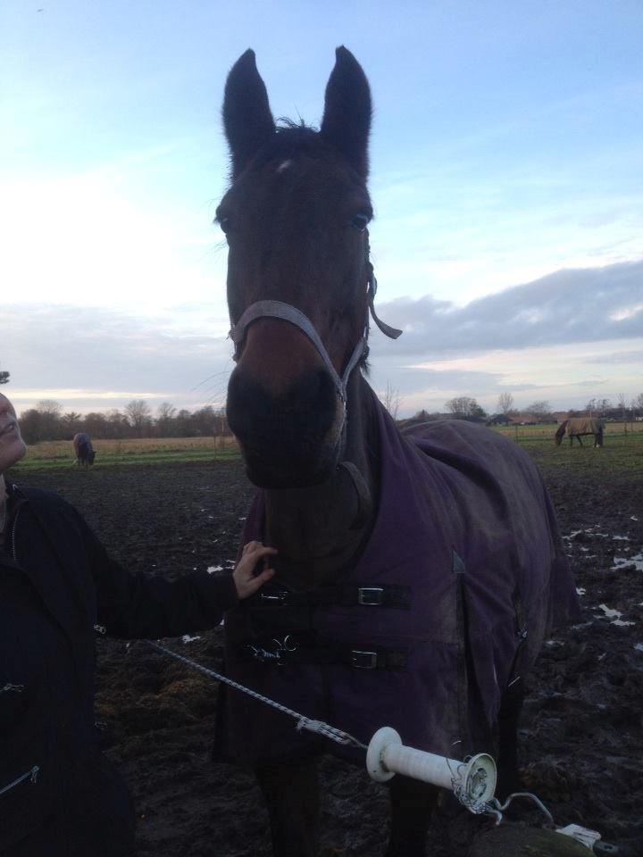 Oldenborg BRUNETTHE "himmelhesten<3" billede 15