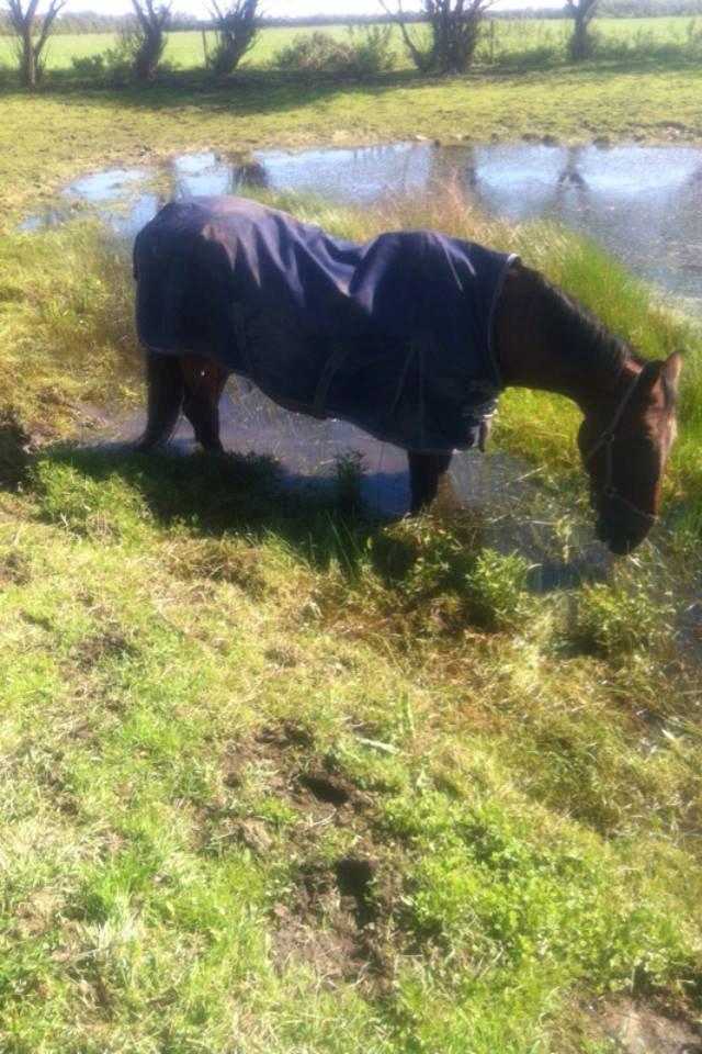 Oldenborg BRUNETTHE "himmelhesten<3" - Min lille sø hest billede 16