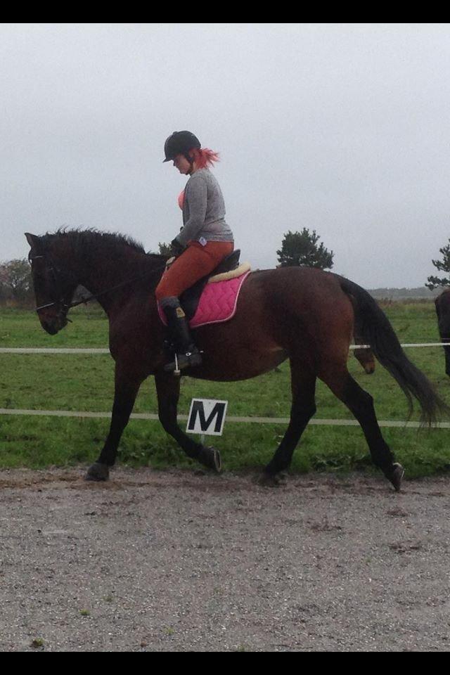 Oldenborg BRUNETTHE "himmelhesten<3" - Brunetthe og hendes part  billede 17