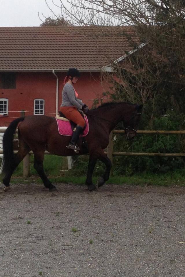 Oldenborg BRUNETTHE "himmelhesten<3" - brunetthe og hendes part  billede 14