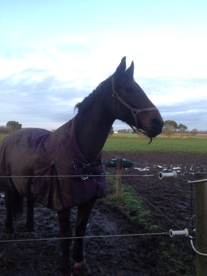 Oldenborg BRUNETTHE "himmelhesten<3" billede 4