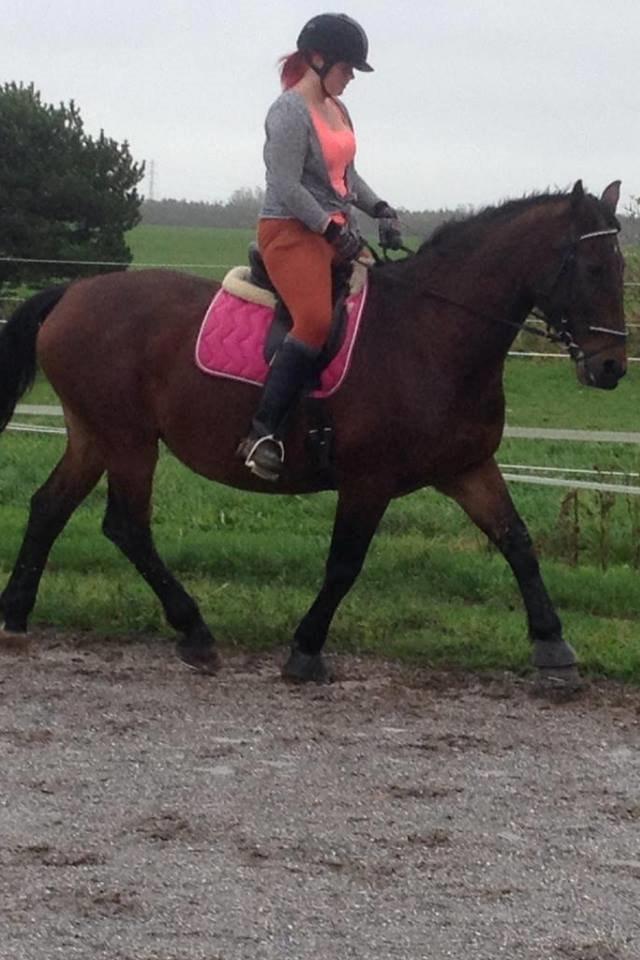 Oldenborg BRUNETTHE "himmelhesten<3" - Brunetthe og hendes part billede 12