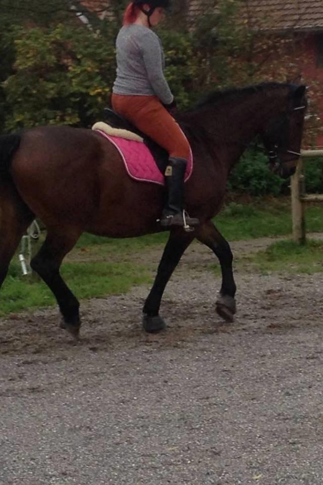 Oldenborg BRUNETTHE "himmelhesten<3" - Brunetthe og hendes part  billede 5