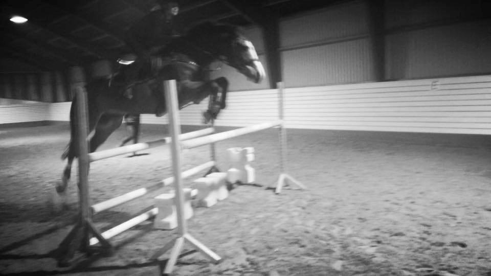 Dansk Varmblod Crazy Heart - Torsdag d. 15/1 - 115cm.  billede 2