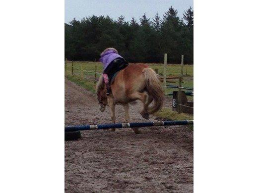 Tyroler Haflinger Bamse billede 33