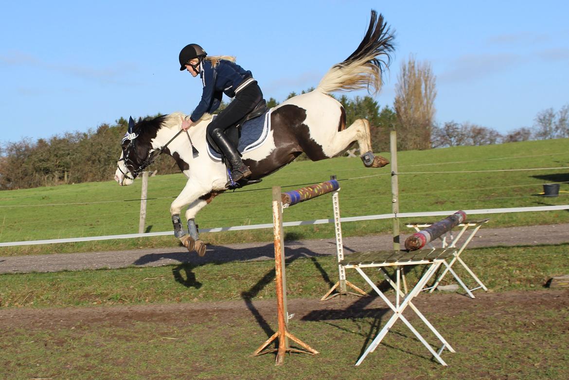 Anden særlig race Rain Solei - B-pony billede 14