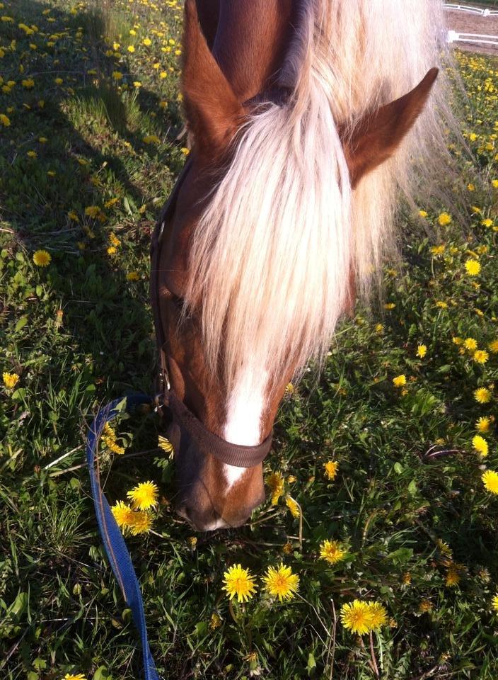 Haflinger Røgtergårdens Aqua *Felix* //MY SOULMATE<3// - *NYT* Nom nom, mælkebøtter xD - Forår 2014 - Foto: Mig billede 7