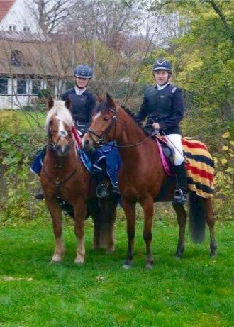 Haflinger Røgtergårdens Aqua *Felix* //MY SOULMATE<3// - *NYT* Sammen med Emilie & Celeste - 15-11-2014 - Foto: Catrine billede 14