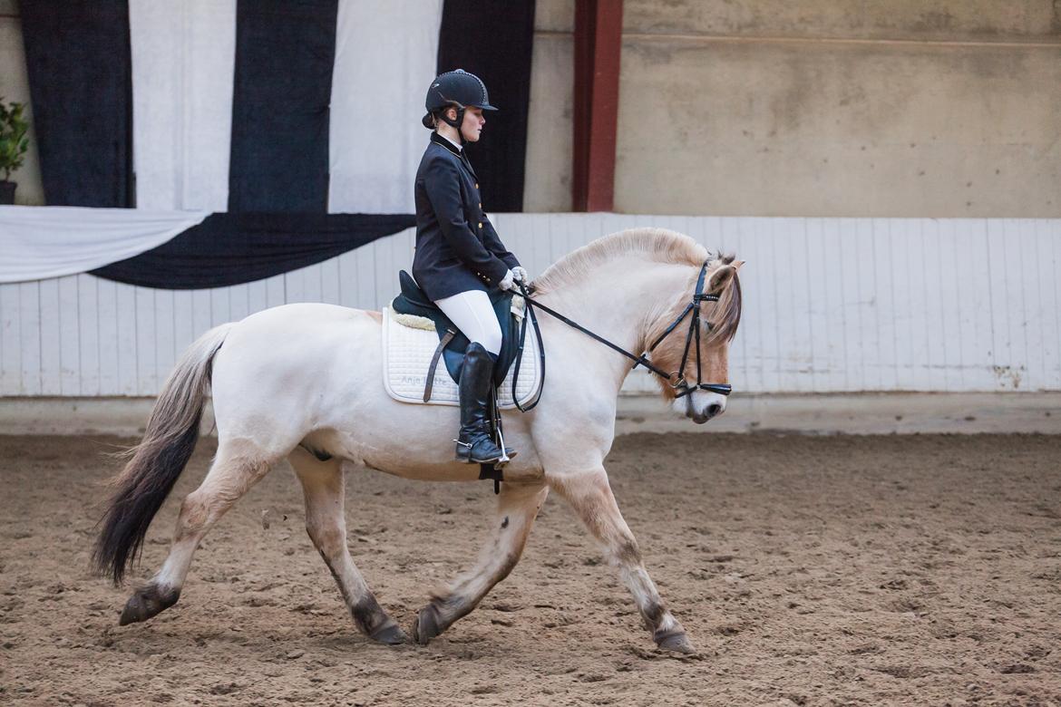 Fjordhest Tango!&lt;3 - Diamantst&#230;vne Lc1 for Hest 2015 billede 25