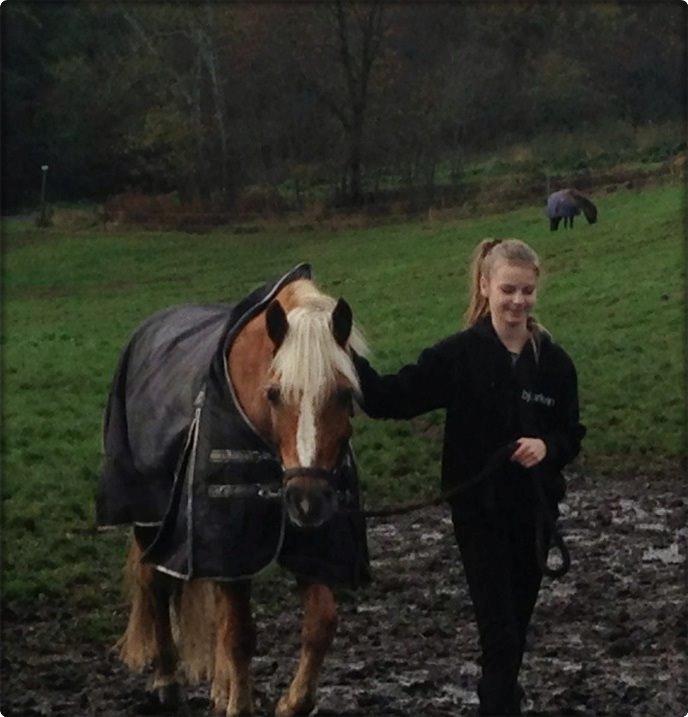 Haflinger Røgtergårdens Aqua *Felix* //MY SOULMATE<3// - *NYT* Ude og hente smuksakken på folden - Efterår 2013 - Foto: Mor billede 16