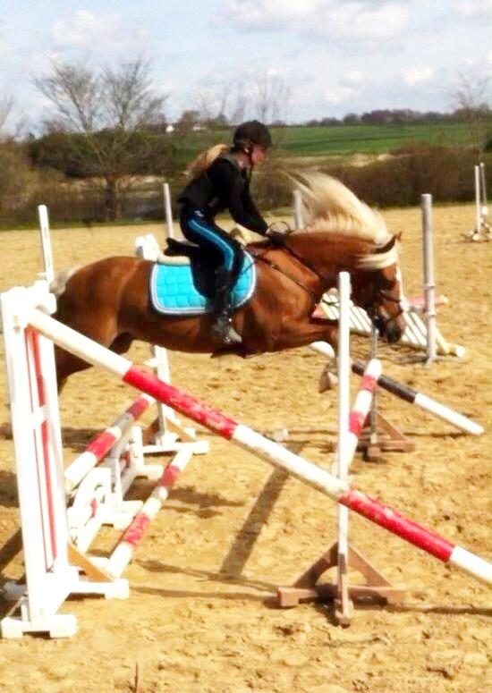 Haflinger Røgtergårdens Aqua *Felix* //MY SOULMATE<3// - ~Velkommen til Felix's profil~ *NYT* Længdespring - Sommer 2014 - Foto: Maia billede 1