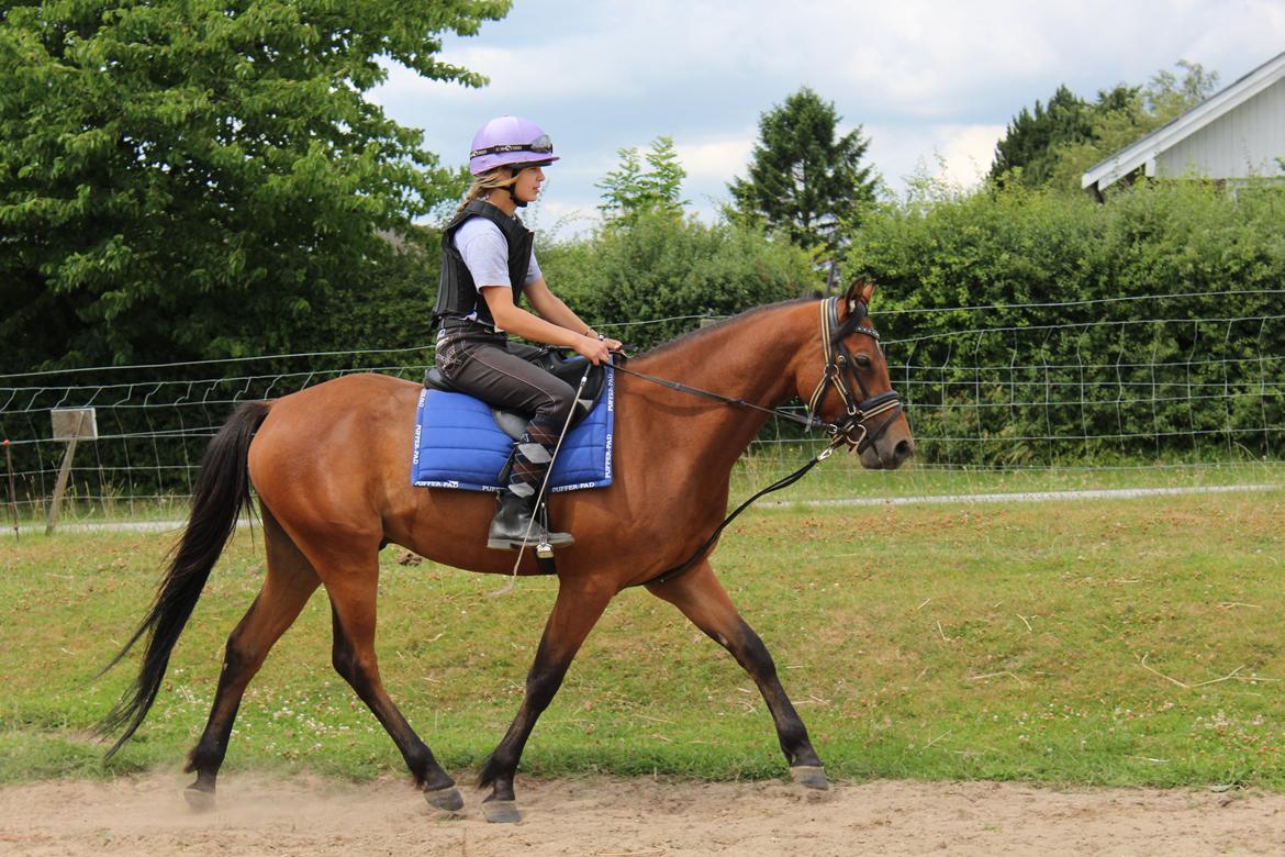 Welsh Partbred (Sec F) Bjerregårds Sparkler - Mig og sparkler rider hygge dressur. billede 1