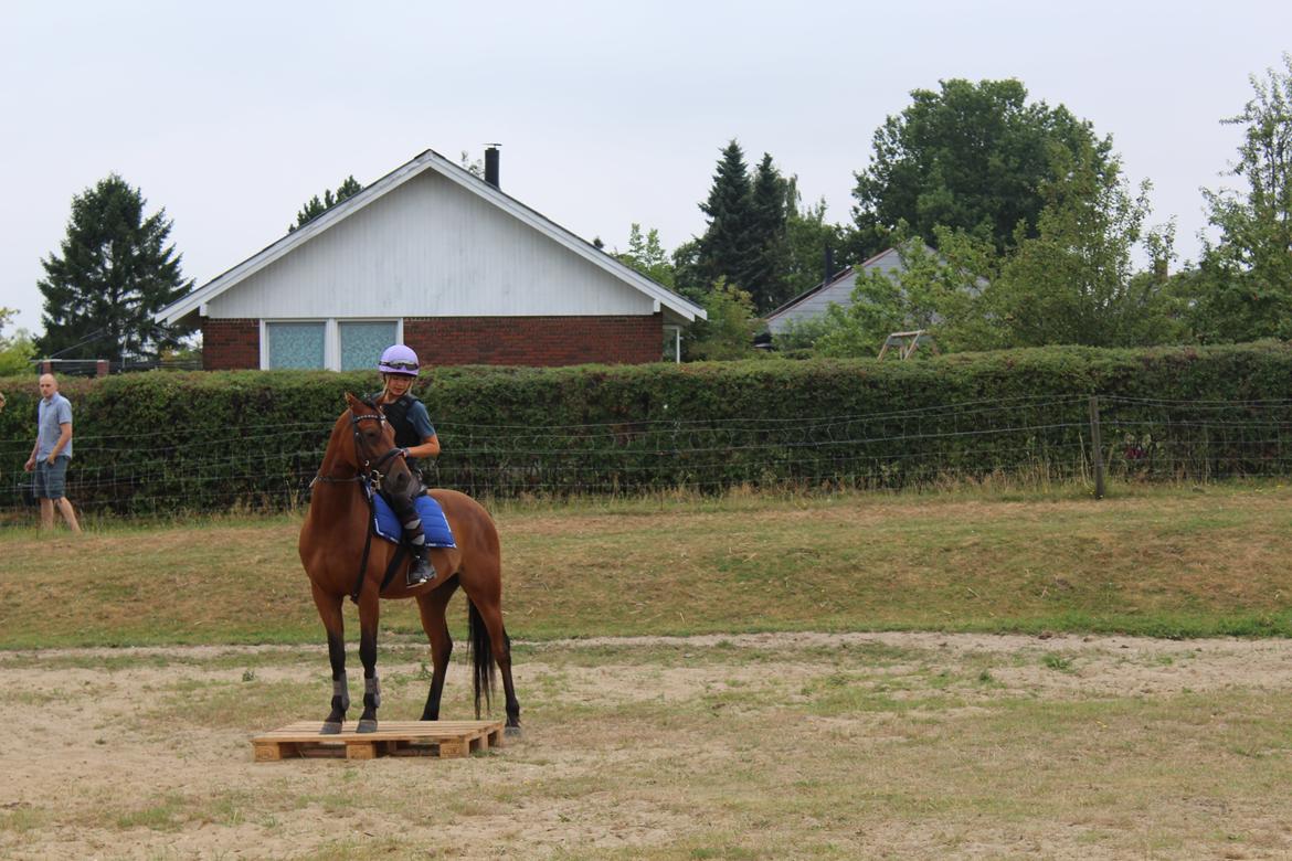 Welsh Partbred (Sec F) Bjerregårds Sparkler - Sparkler står på palle :D billede 6