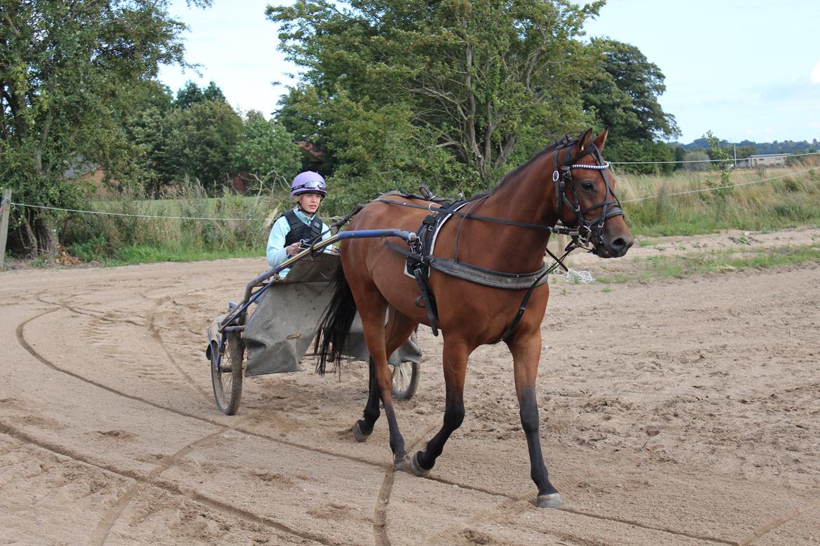 Welsh Partbred (Sec F) Bjerregårds Sparkler - Sparkler bliver kørt af mig :) billede 4