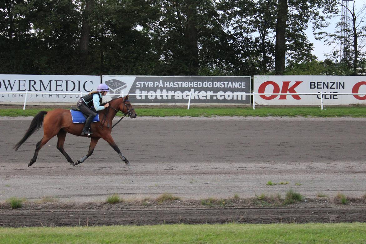 Welsh Partbred (Sec F) Bjerregårds Sparkler - Rider monté på travbanen billede 5