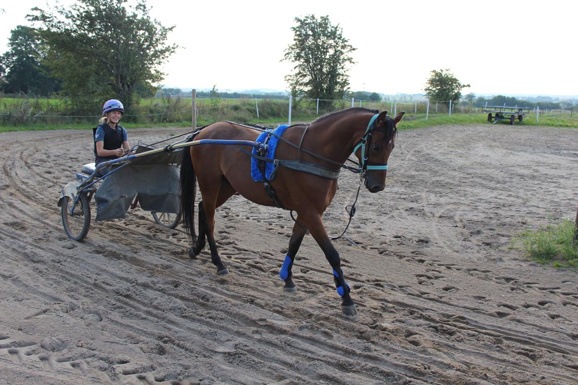 Welsh Partbred (Sec F) Bjerregårds Sparkler - Bliver kørt med hans nye blå udstyr, jeg fik i konfirmationsgave  billede 7