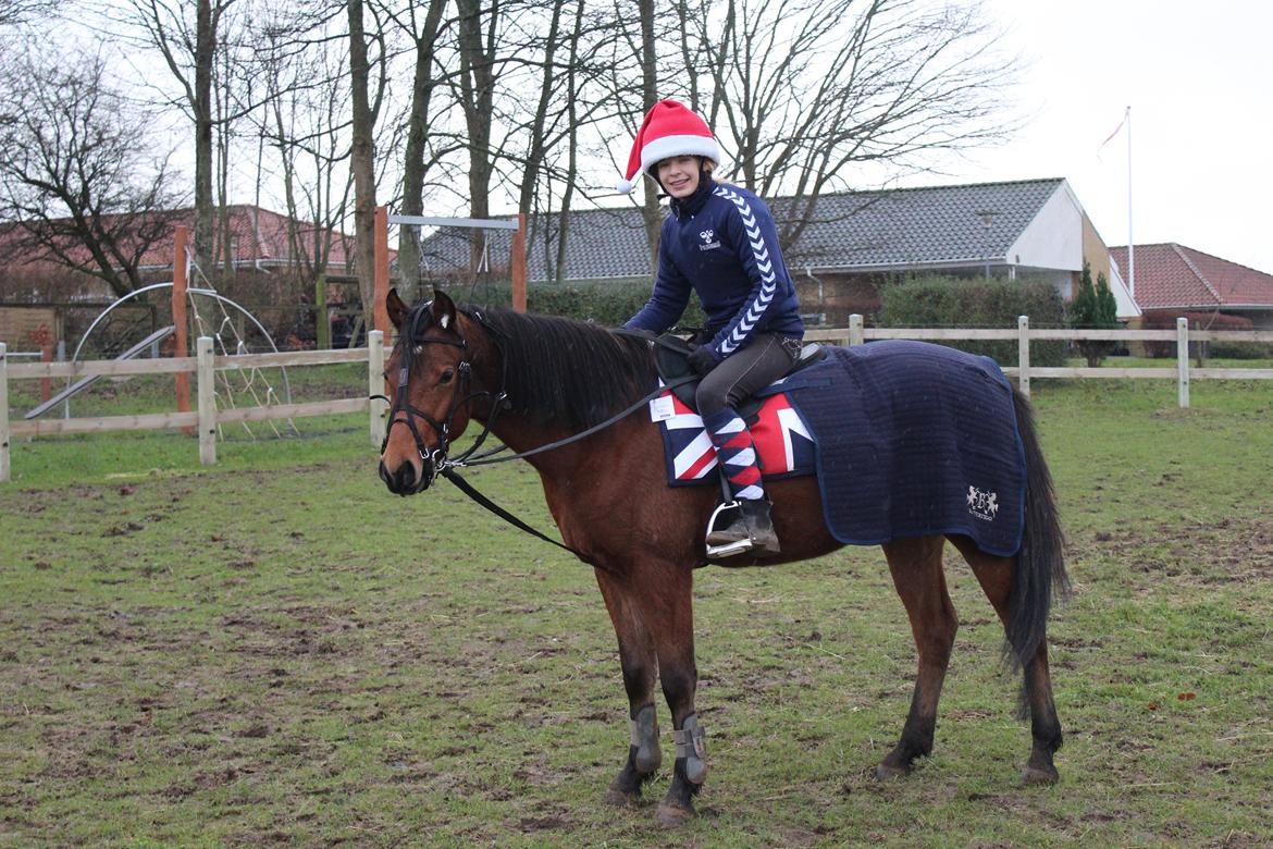 Welsh Partbred (Sec F) Bjerregårds Sparkler - Julebillede af Mig og Sparkler's John Whitaker udstyr :D billede 3