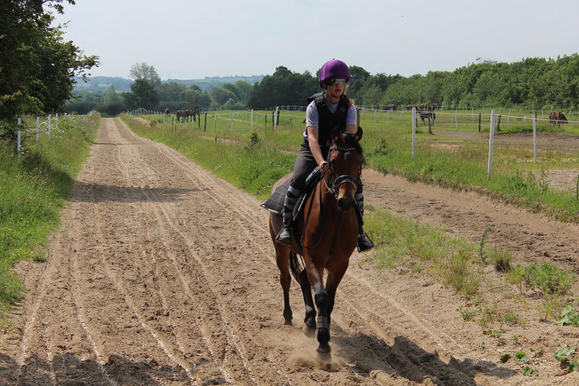 Welsh Partbred (Sec F) Bjerregårds Sparkler - MontéTræning, ved travtræner. billede 8