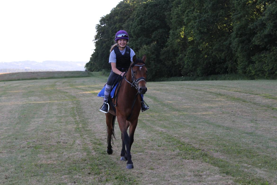 Welsh Partbred (Sec F) Bjerregårds Sparkler - Hygge på marken :D billede 9