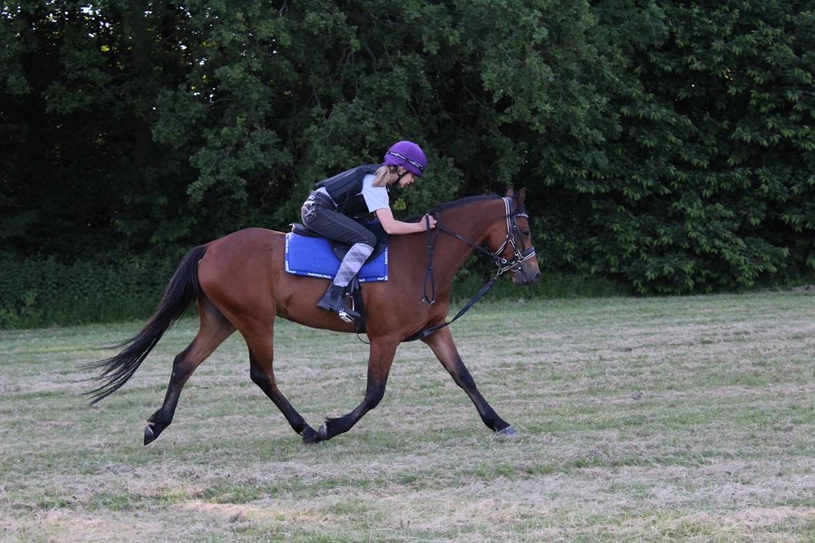 Welsh Partbred (Sec F) Bjerregårds Sparkler - Trav og Galop på Græsmarken :3 billede 10