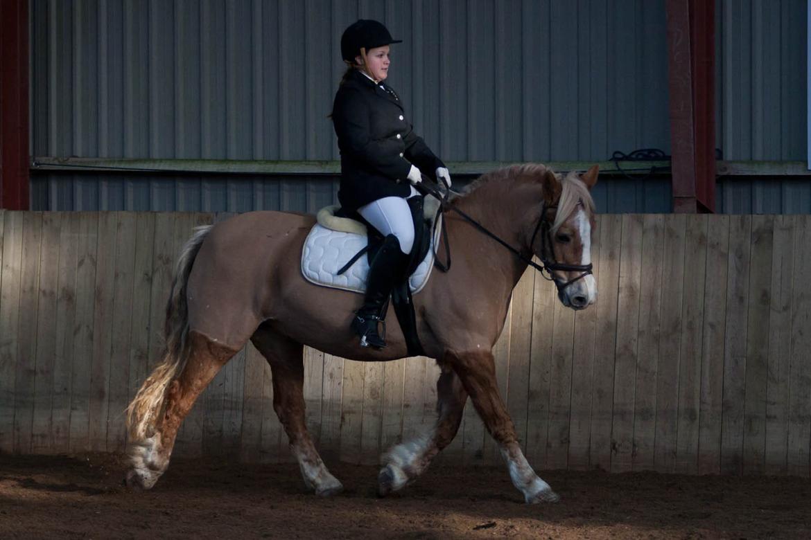 Haflinger Resi Kastanjegård - 2014 Sjællandsmesterskaber for haflinger. Resi 21 år! billede 3