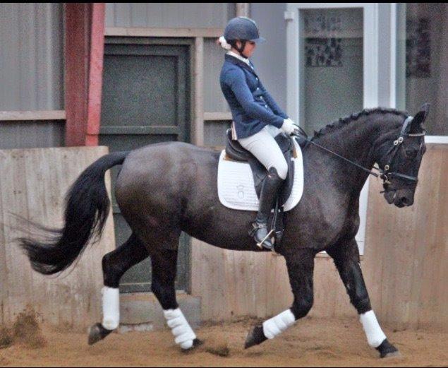 Oldenborg Ursandi af Hvarre billede 22