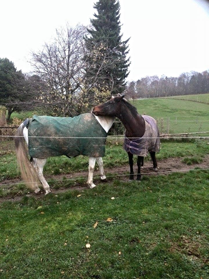 New Forest Fanny<3 (Også kaldt Faneth) - Klø tid med SIbar<3 billede 33