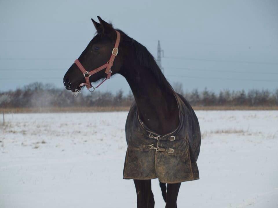 Dansk Varmblod Faabækgaards Truely Devinded [himmelhest] billede 1