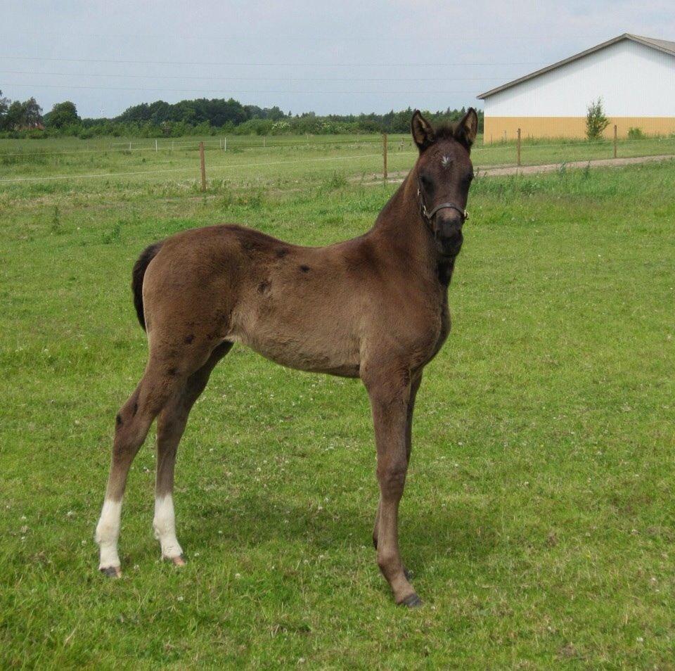 Dansk Varmblod Faabækgaards Truely Devinded [himmelhest] billede 3
