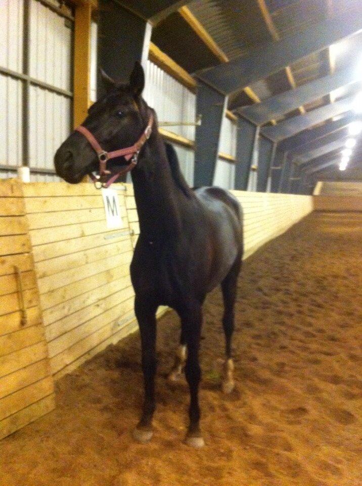 Dansk Varmblod Faabækgaards Truely Devinded [himmelhest] billede 6