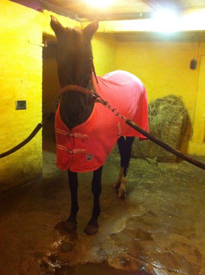 Dansk Varmblod Faabækgaards Truely Devinded [himmelhest] billede 10