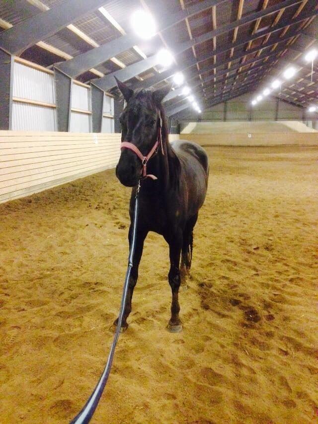 Dansk Varmblod Faabækgaards Truely Devinded [himmelhest] billede 13