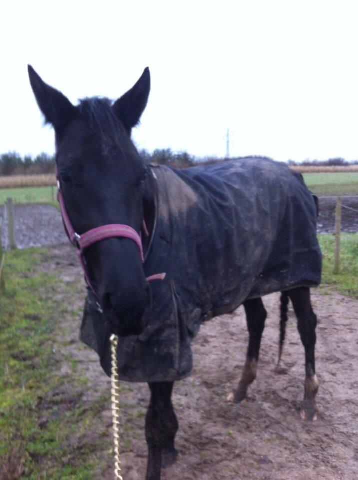 Dansk Varmblod Faabækgaards Truely Devinded [himmelhest] billede 15